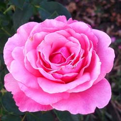 Rosa Diane de Ribes